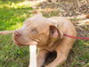Big Lots the Puppy