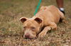 Big Lots the Puppy