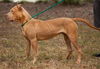 Big Lots the Puppy