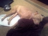 Big Lots the Puppy