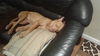Big Lots the Puppy