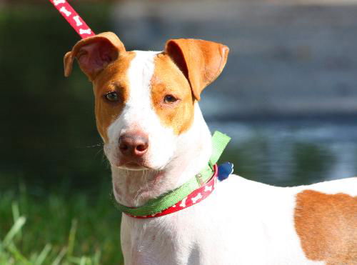 Scooby Doo the JRT/Basset Puppy