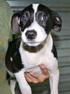Gilbert the Rat Terrier Puppy