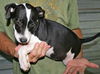 Gilbert the Rat Terrier Puppy