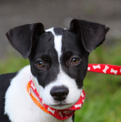 Gilbert the Rat Terrier Puppy
