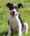 Gilbert the Rat Terrier Puppy