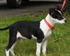 Gilbert the Rat Terrier Puppy