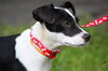 Gilbert the Rat Terrier Puppy