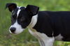 Gilbert the Rat Terrier Puppy