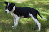 Gilbert the Rat Terrier Puppy