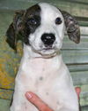 Grace the Rat Terrier Puppy