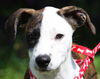 Grace the Rat Terrier Puppy