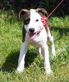 Grace the Rat Terrier Puppy