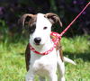 Grace the Rat Terrier Puppy
