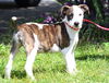 Grace the Rat Terrier Puppy