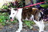 Grace the Rat Terrier Puppy