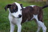 Grace the Rat Terrier Puppy