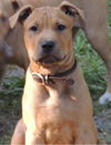 Tonka the Terrier Puppy