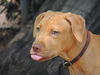 Ginger the Terrier Puppy