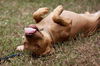 Ginger the Terrier Puppy