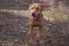 Ginger the Terrier Puppy