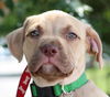 Bayridge the Boxer Blend Puppy