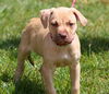 Bayridge the Boxer Blend Puppy