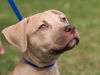 Bayridge the Boxer Blend Puppy