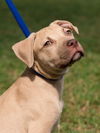 Bayridge the Boxer Blend Puppy