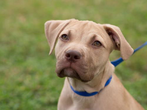 Bayridge the Boxer Blend Puppy