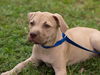 Bayridge the Boxer Blend Puppy