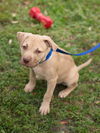 Bayridge the Boxer Blend Puppy