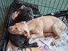 Bayridge the Boxer Blend Puppy