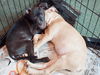 Bayridge the Boxer Blend Puppy