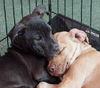 Bayridge the Boxer Blend Puppy