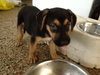 All Star the Rottie Blend Puppy