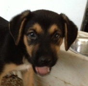 All Star the Rottie Blend Puppy