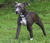 Kronos the Beautiful Blue Nose Terrier
