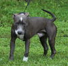 Kronos the Beautiful Blue Nose Terrier