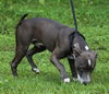 Kronos the Beautiful Blue Nose Terrier