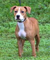 Eliza the Terrier Puppy
