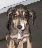 Wilford the Heartbreaker Puppy