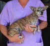 Filene the Chihuahua