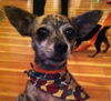 Filene the Chihuahua