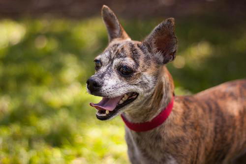 Filene the Chihuahua