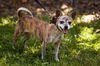 Filene the Chihuahua