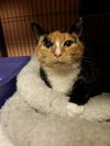 Zupora the Pretty Calico