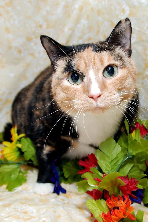 Zupora the Pretty Calico