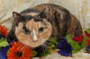 Zupora the Pretty Calico
