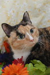 Zupora the Pretty Calico